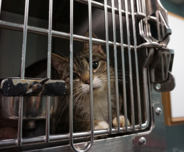 Three Cornell residents charged, arraigned in animal cruelty case